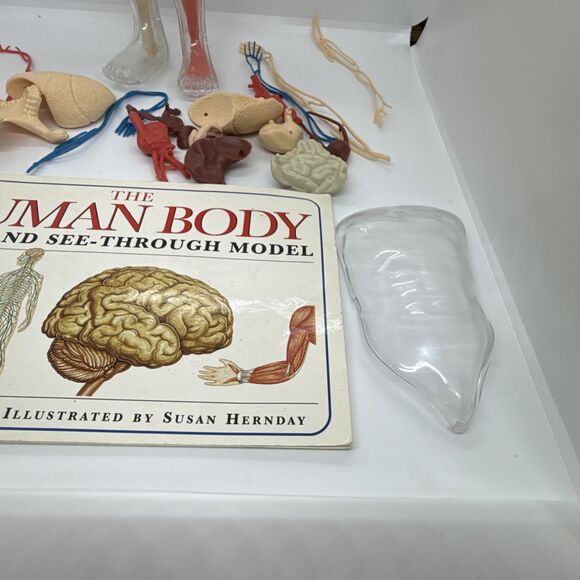 Vintage The Human Body Book And See-Through Model- Human Skeleton Kit - Picture 6 of 11